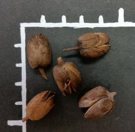 POD